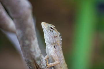 chameleon