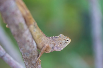 chameleon