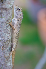 chameleon