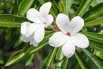 Obraz na płótnie Canvas white Frangipani flowers