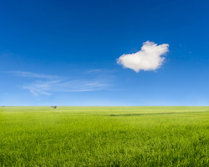 Rice field and blue sky.