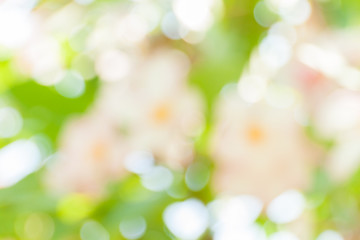 Obraz premium blurred of flowers background