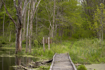 Adventures in the woods