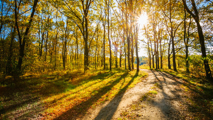 Path Road Way Pathway On Sunny Day In Autumn Sunny Forest Trees,