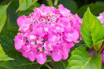 Fototapeta premium Closeup of pink flowers on green leaves background