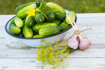 Cucumbers in metal bowl and fresh garlic with dill in garden on sunny day