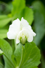 Flower of snow pea