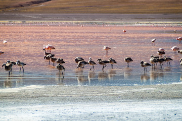 Flamingos in red hued Laguna Colorada lake in Bolivia