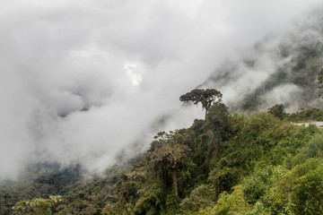 Misty jungle in mountains under Abra Malaga pass, Peru