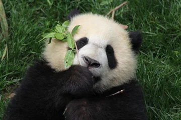 Crédence de cuisine en verre imprimé Panda Panda
