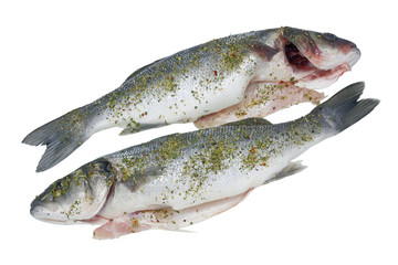  cleared sea grouper fish