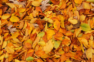 colorful autumn leaves background