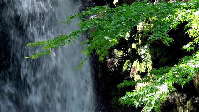 新緑のモミジと滝