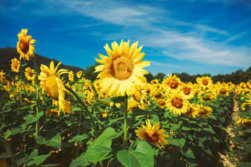 Bright yellow bloomng sunflowers field in sunny summer 