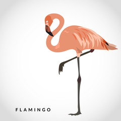 Flamingo vector illustration