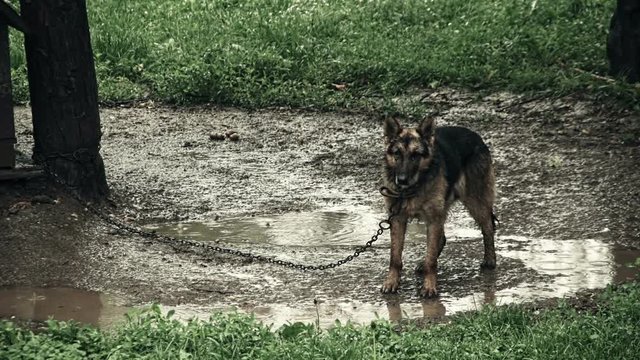 Depressed And Tortured, Chained Dog In The Rain - animal abuse 