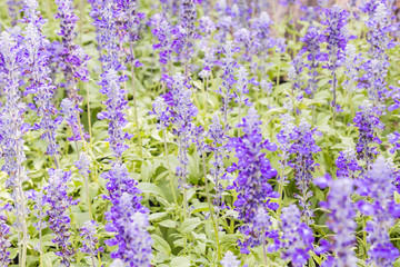 Fototapeta premium Soft focus on beautiful lavender flower in garden
