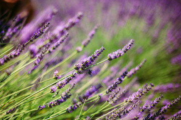 Lavender Flowers in Provence, France. Summer season