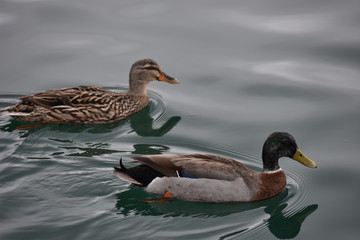 Female and male Mallard ducks swimming in calm water.