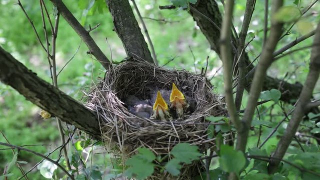 Life nest with chicks in the wild.