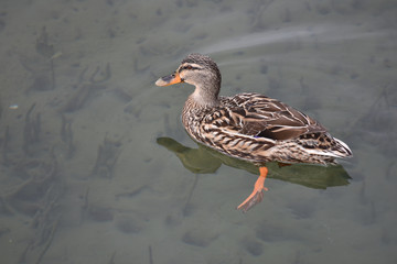 Female Mallard duck swimming in calm water.