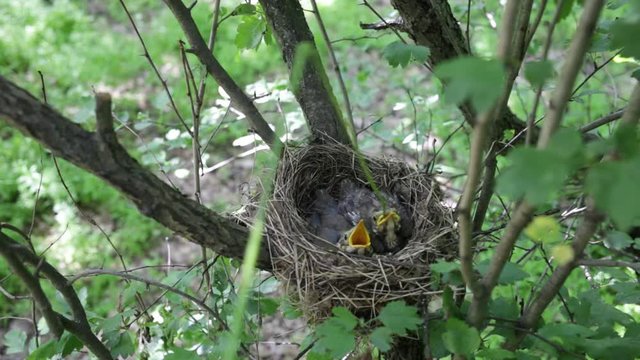 Chicks in the nest during feeding.