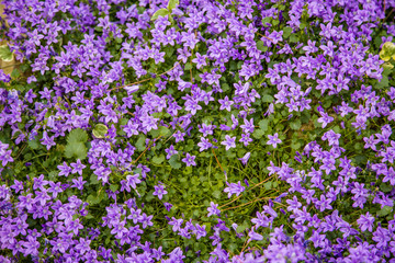 Obraz premium purple flowers