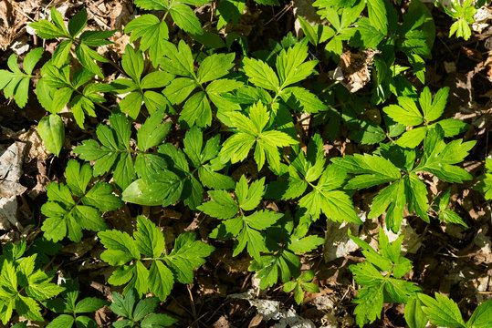 Forest Ground Cover - Background / Pattern