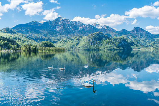 Bayerische Idylle mit Kochelsee, Berg Herzogstand, Schw&auml;nen und wei&szlig;-blauem Himel