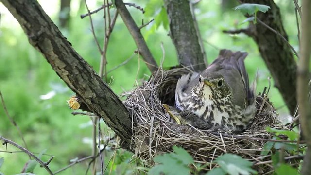 Life nest with chicks in the wild.