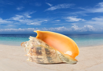 Tropical shell on a beach