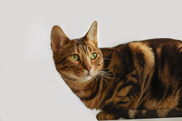Bengal green eyes cat close up isolated on light background