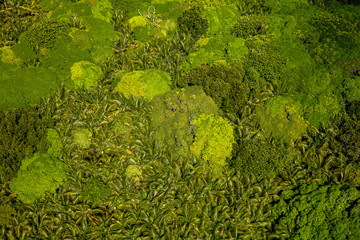 Seychelles, Forêt tropicale