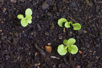 Young sprout in springtime,Closeup