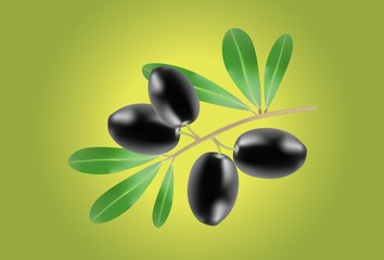 Illustration of Olive branch on green background