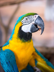 Macaw
