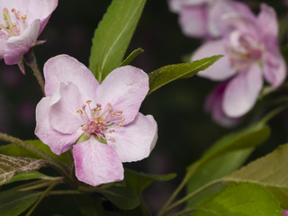 Obraz premium Blossom of apple tree with pink flowers on bokeh background, macro, selective focus, shallow DOF