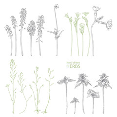 Hand drawn herbs. Meadow flowers.