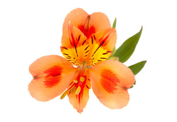 Fototapeta na wymiar Orange Alstroemeria flower head