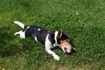 Jack Russel Terrier