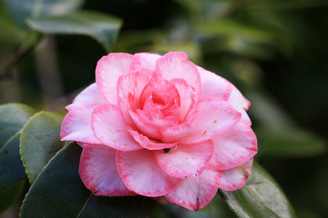 Camellia flower
