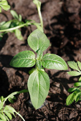 Agriculture Plant On Ground