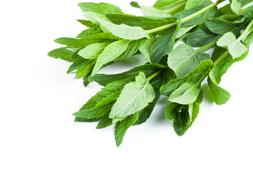 Obraz premium Fresh mint on a white