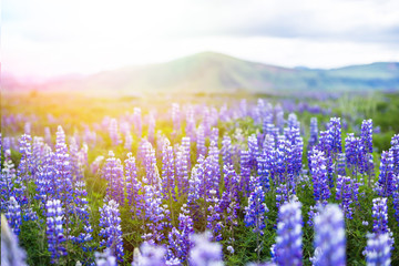 Icelandic Beautiful Landscape Lupine Bluebonnet field in South Iceland