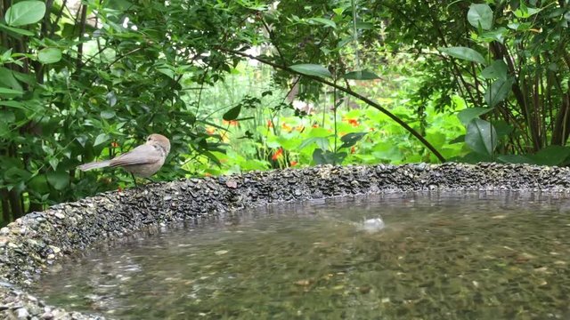 4K HD video of multiple American bushtits playing in a bird bath, close up, green foliage in background, water dripping into birdbath from above