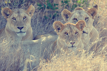 Lion in National park of Kenya, Africa