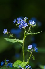 Dunkelblaue Vergissmeinnicht / Dark blue forget-me-not 