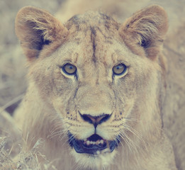 Fototapety  Zamknij lew w Parku Narodowym Kenii