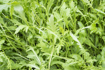 fesh roquette/rucola/wild rocket / (type of lettuce) in a glasshouse