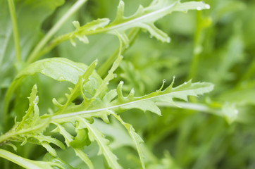fesh roquette/rucola/wild rocket / (type of lettuce) in a glasshouse